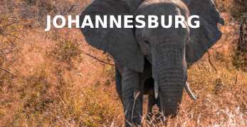 Elephant in Kruger National Park