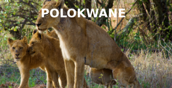 About our Limpopo Coach Services